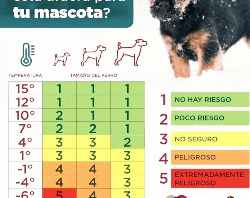 DABA EMITE RECOMENDACIONES PARA LAS MASCOTAS.