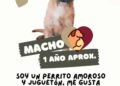 DABA Reanuda Adopciones de Mascotas e Invita a la Ciudadanía a Participar.