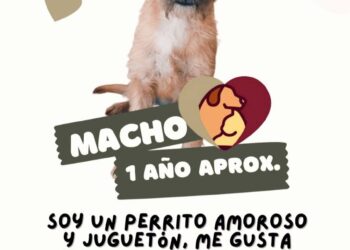 DABA Reanuda Adopciones de Mascotas e Invita a la Ciudadanía a Participar.