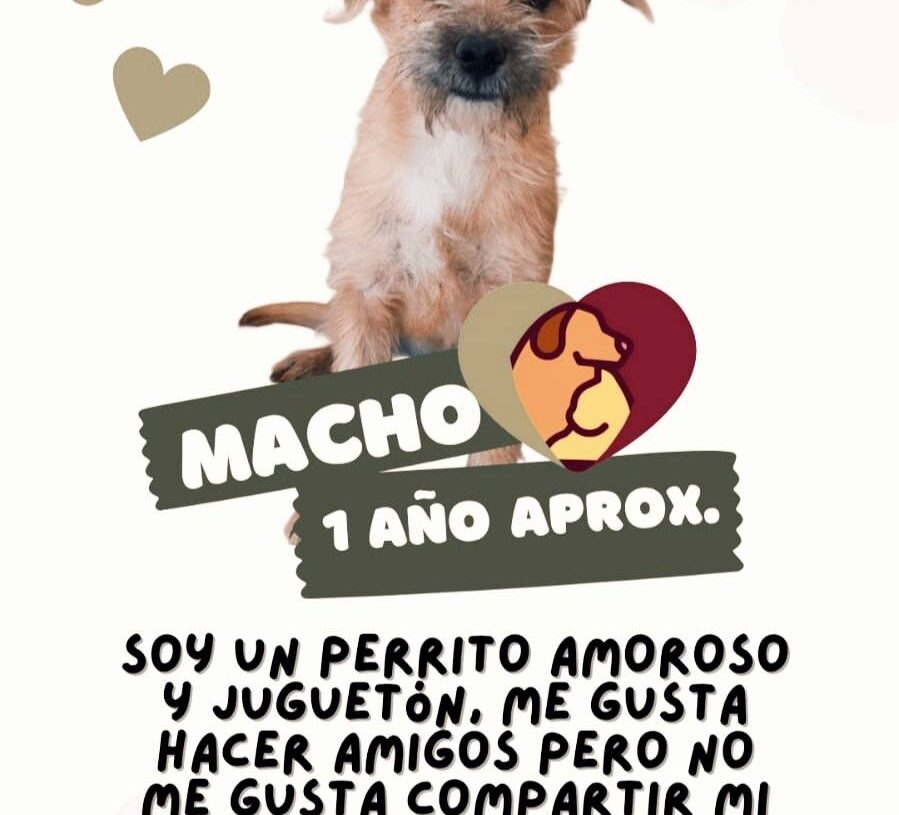 DABA Reanuda Adopciones de Mascotas e Invita a la Ciudadanía a Participar.